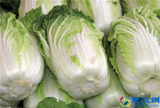  白菜属于什么科蔬菜（白菜属于植物的那部分）