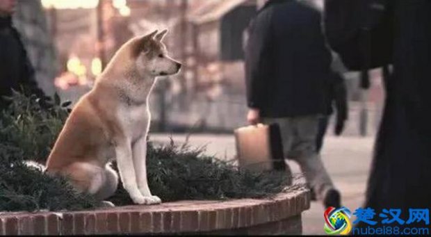  忠犬八公的故事是什么狗演的（忠犬八公背后不为人知的真实故事）