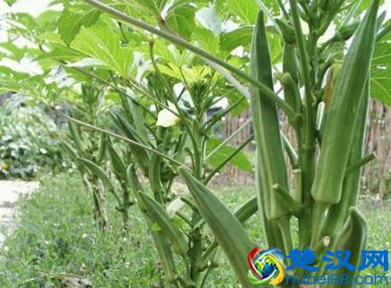  黄秋葵的功效（黄秋葵的功效与作用）