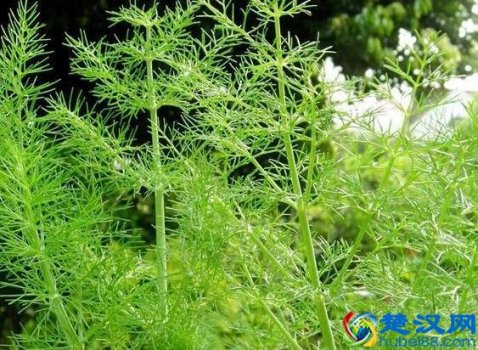  小茴香的作用（男人多吃小茴香补肾虚）