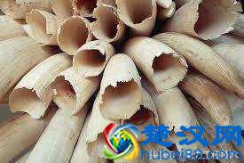  象牙有什么用？象牙居然还有这些作用