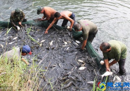  年入30万的养鱼技术，一般人我不告诉他
