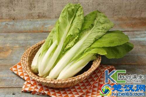  无土栽培蔬菜，在自己家阳台就能吃到健康的蔬菜