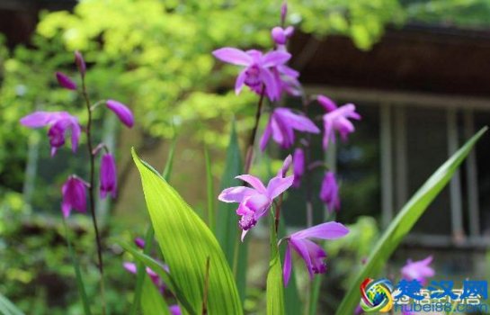  老农教你白芨种植技术以及成本控制（低成本高回报）