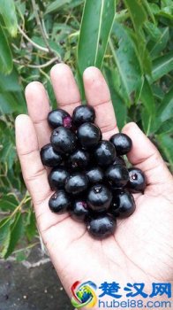  甘油三酯是什么引起的？甘油三酯高怎么降下来