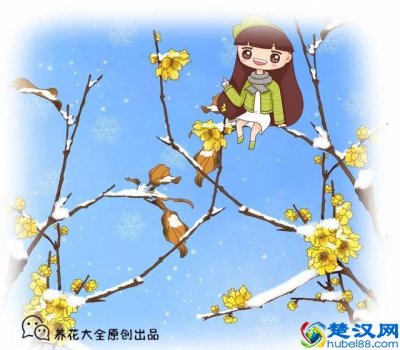  冬天有什么花开？冬天最常见的4种花，真的很美