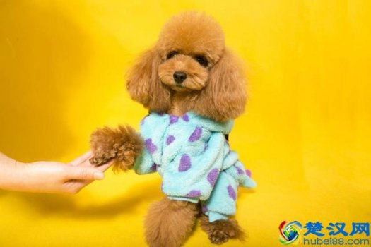  买什么狗好养活（买狗注意事项）