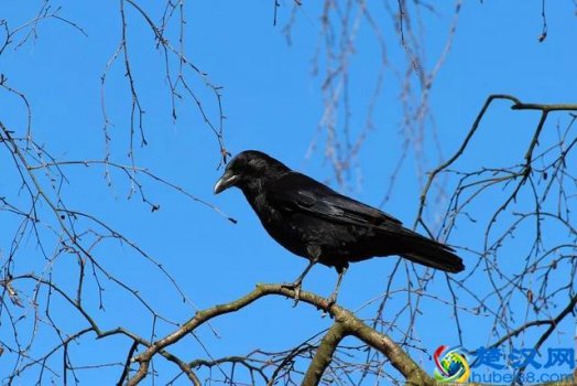  乌鸦为什么是黑的（乌鸦为什么不吉利）