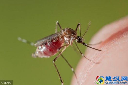  什么血型招蚊子（教你几招驱蚊好办法）