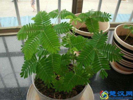  含羞草为什么会害羞（含羞草有哪些秘密）