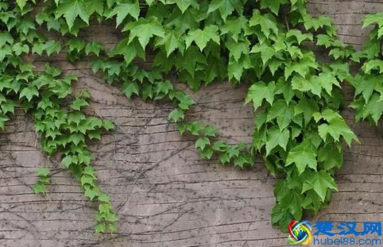  爬山虎怎么种植方法（爬山虎种植注意事项）