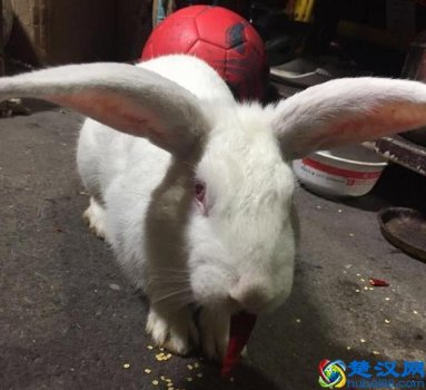  尖椒兔肉怎么做才嫩（如何炒好重庆尖椒兔肉）