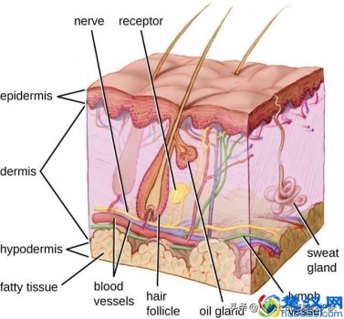  修复皮肤屏障是什么意思（皮肤科医生告诉你如何才能科学防晒）