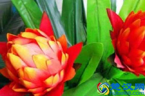  凤梨花价格是多少，凤梨花多少钱一株