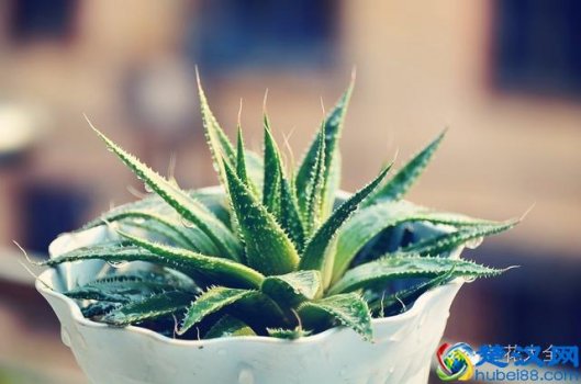  哪些植物吸甲醛（能吸甲醛的20款植物）