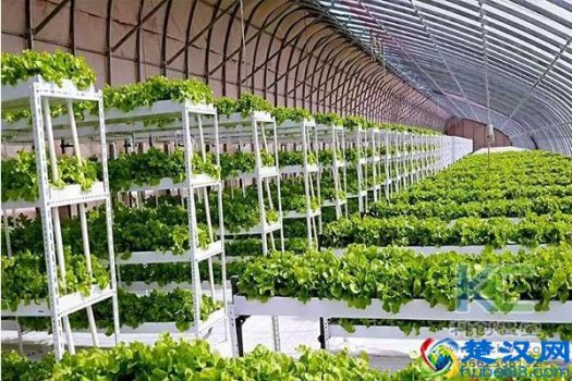  无土栽培的植物有哪些（无土栽培有哪些主要类型）