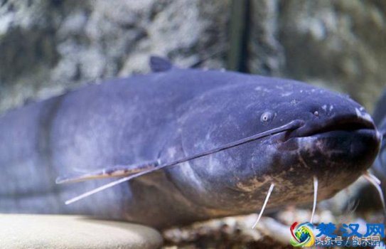  什么热带鱼吃鱼屎？看完谁还敢吃这种鱼