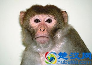  什么叫克隆人？克隆技术有什么好处，快来涨姿势