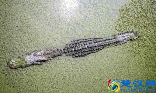  鳄鱼是什么动物进化的？最大鳄鱼的鳄鱼你见过没