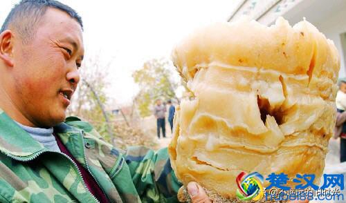  野生太岁生长在什么地方？快来涨涨见识吧