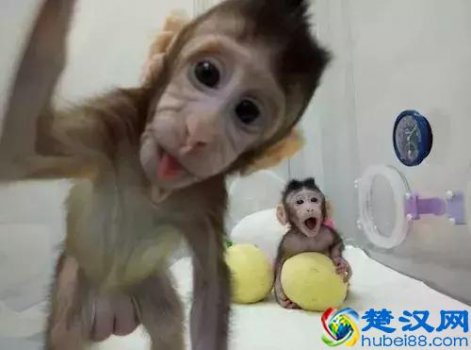  为什么不能克隆人（看看专家怎么说）