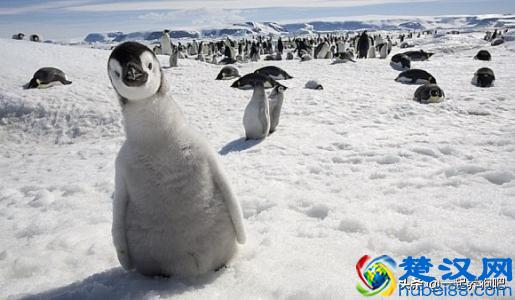  企鹅是什么动物类型（企鹅是什么地方的特有动物）