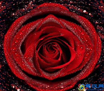  英国国花是什么花（英国国花介绍）