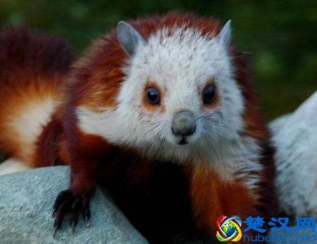  寒号鸟是什么动物（寒号鸟是爬行动物还是飞行动物）