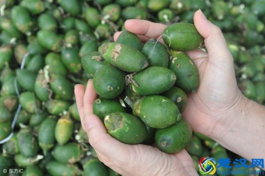  槟榔是什么东西有毒吗(被列为国家一级致癌物为何嚼食它的人还是络绎不绝)