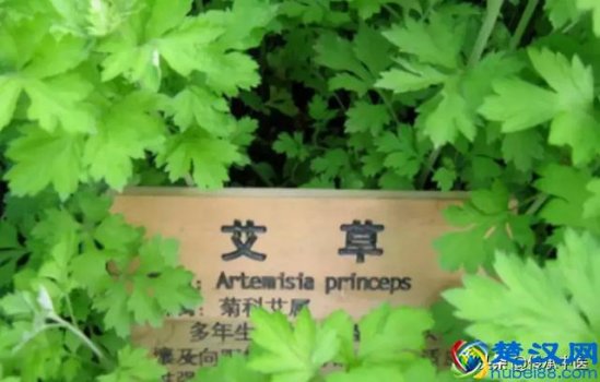  艾绒是什么样子的植物（专家解读：艾绒其实是从艾草中提取出来的）