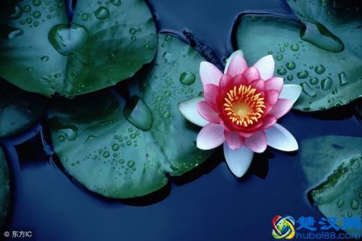  10月开什么花有香味（1到12个月分别开哪些花）