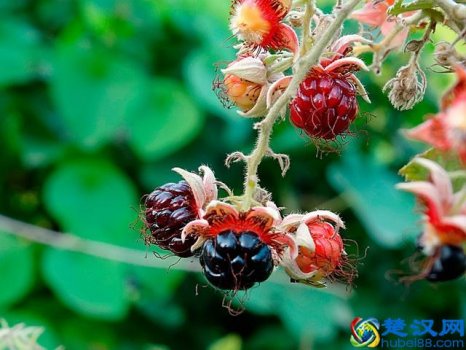  草药过江龙什么形状（草药过江龙的功效）