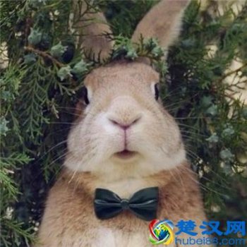  二货是什么意思怎解释（二货是爱的称呼吗）