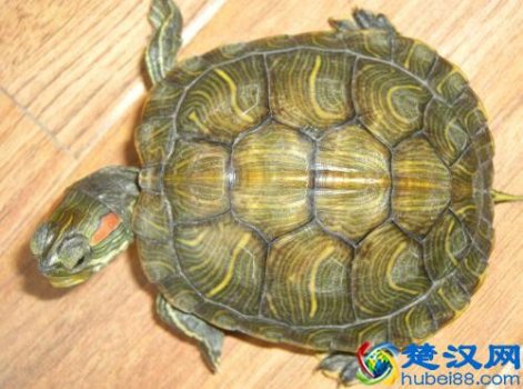  乌龟吃什么食物（小乌龟怎么养）