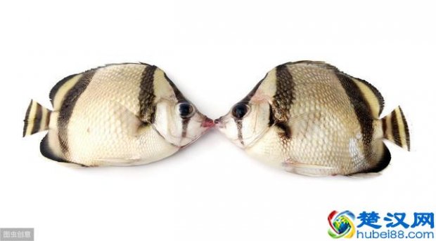  嗤之以鼻是什么意思（为什么庄子会对“相濡以沫”的人生）