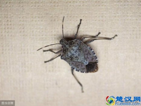  被臭虫咬了怎么办（它可比蚊子厉害多了）