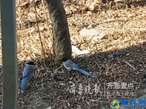  喜鹊吃什么（寒冬留鸟如何充饥）