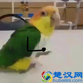  违和感是什么意思（出处及内涵解析）