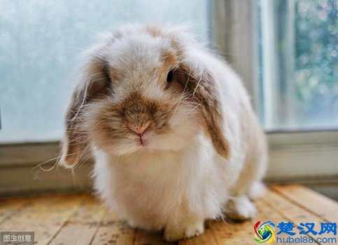  宠物兔子怎么养（想要饲养兔宝宝，一定要学会这几点技巧）