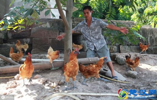  四川饲料企业排名，四川饲料销量排名！