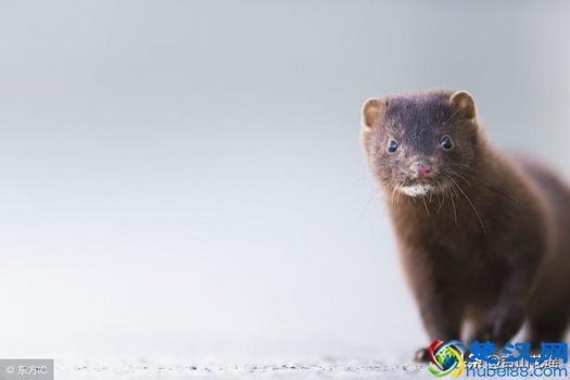  水貂笼图片及价格，水貂笼外套里面穿什么好看！