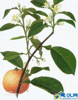  代代花图片，代代花玫瑰花的功效