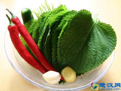  苏子叶的功效与作用（苏子叶怎么做能治病）