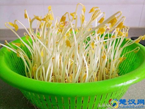  绿豆芽怎么发（教您在家轻松自发健康绿豆芽的方法和技巧）