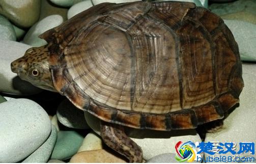  宠物乌龟什么时候冬眠？乌龟可以不冬眠么