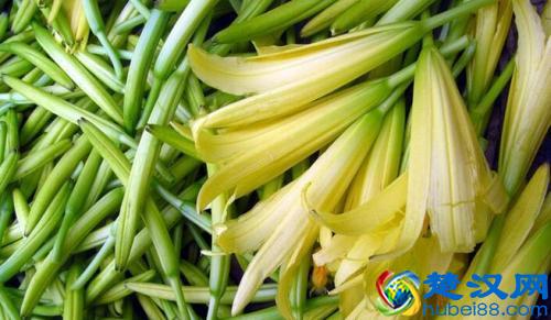  黄花菜的功效（黄花菜的功效与作用都有哪些）