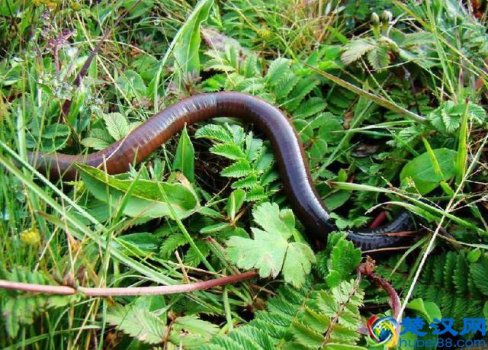  蚯蚓吃什么食物（蚯蚓的食物有哪些）