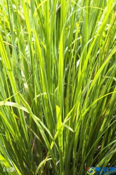  柠檬草可以减肥吗（柠檬草的功效与作用及使用方法）