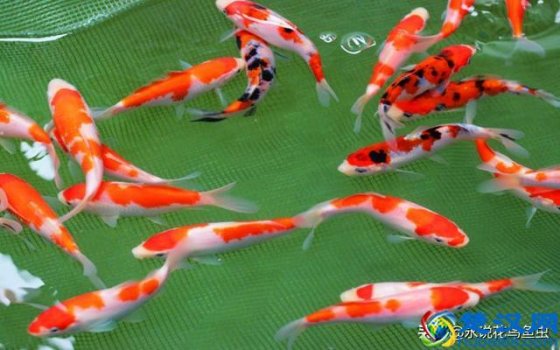  ph值是什么（PH调整方法有哪些？）