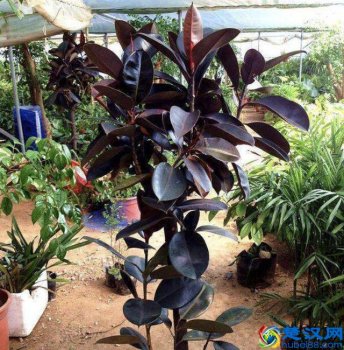  橡皮树掉叶子是怎么回事（橡皮树叶片发黄、掉落，有四个原因）